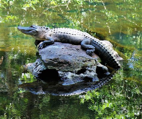 Visit Hillsborough River State Park In Tampa Expedia