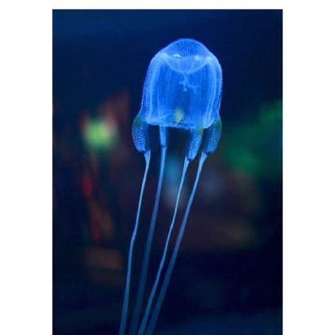 Photograph Of A Jellyfish Phylum Cnidaria Class Cubozoa Note How