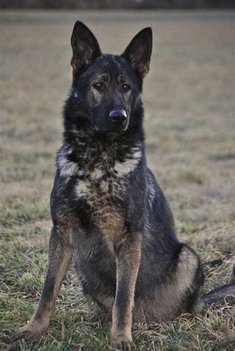 She accommodates lucy and paul after their escape in 1912 and is the eighth time. German Shepherd - Strong And Loyal | Sable german shepherd ...