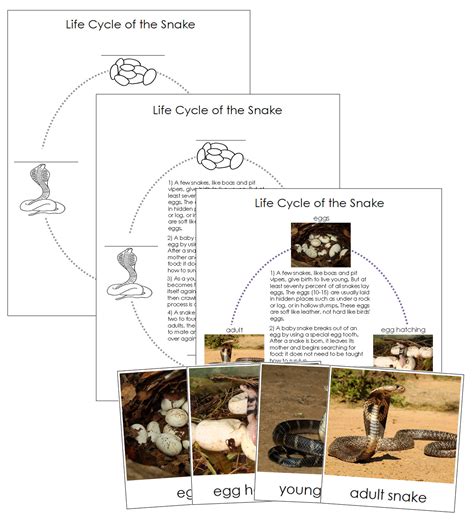 The Snake Life Cycle Nomenclature Cards And Charts Montessori