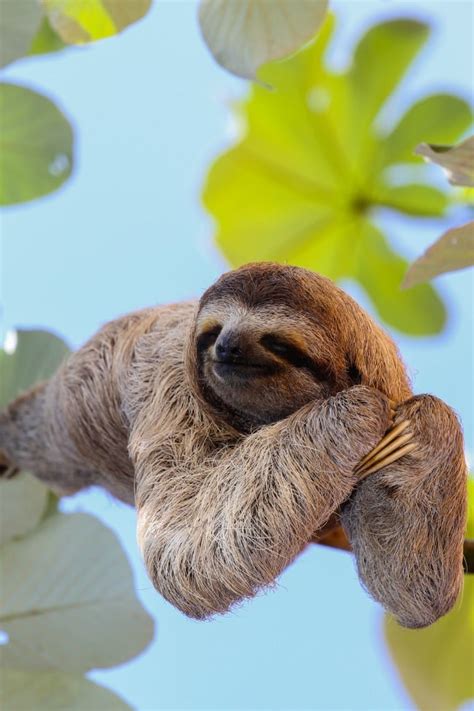 These Baby Sloths Getting Swaddled Will Make You Say Aww Kids