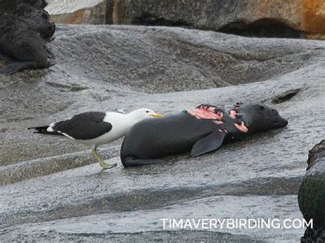 Kelp Gull Eating Cape Fur Seal Injured In Shark Attack