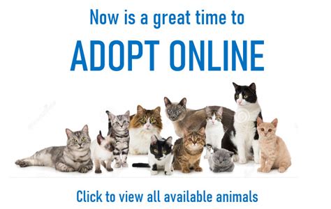 Petrescue is a national animal welfare charity with a vision of a future where every pet is safe, respected and loved. The Pets Bring Joy Homepage | Animal Rescue Fairfax ...