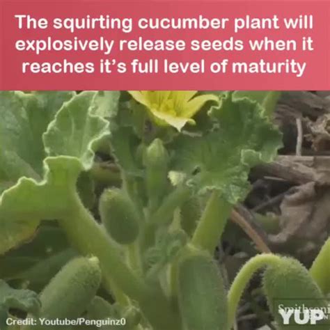 Big Thick Hairy Cucumbers Squirting Seed Into The Air Rnotforspelunking