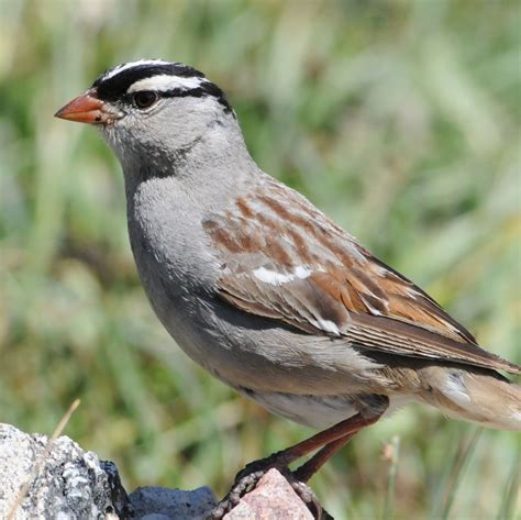 Common Colorado Wild Birds Unique Rare Bird