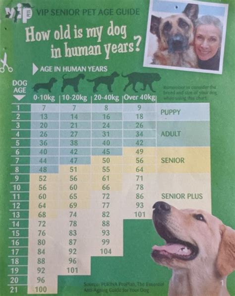 Senior Dogs And How They Age Cooldoguk Finds Out
