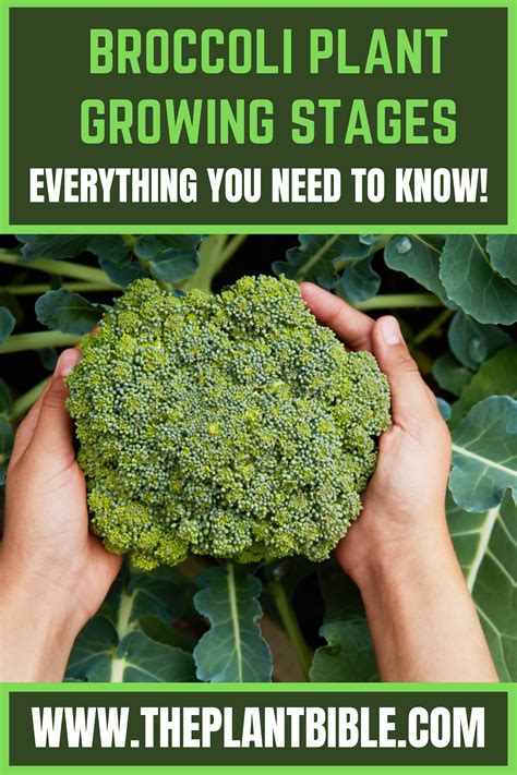 Broccoli Plant Growing Stages Everything You Need To Know In 2023