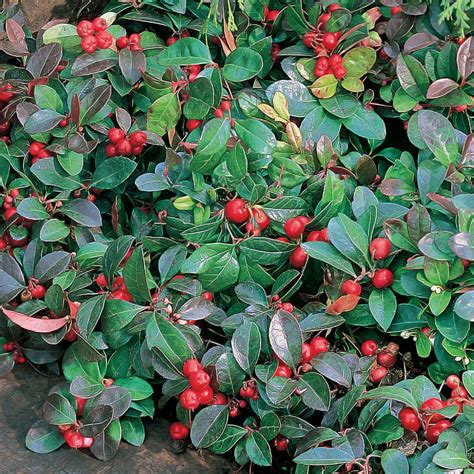 Creeping Wintergreen Gaultheria Procumbens Is A Dense Evergreen Plant