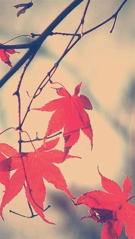 Autumn Romance Maple Leaf Branch Iphone Wallpapers Free Download