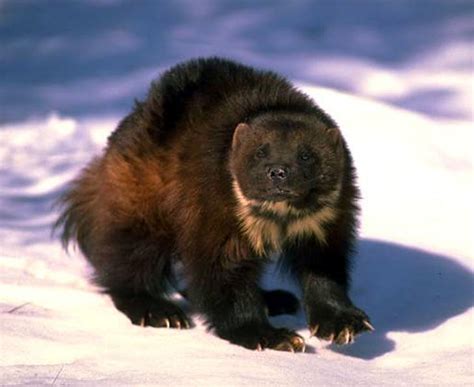 Check spelling or type a new query. Index of /dirlist/wolverine