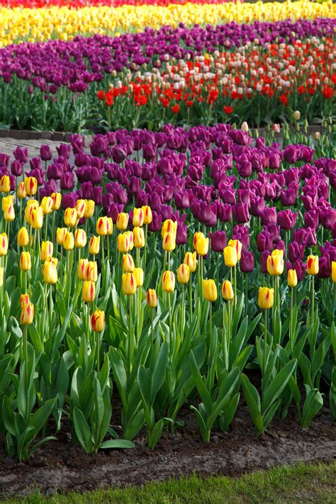 All spring blooming bulbs need a certain amount of cold to form flower buds, but this is especially important to tulips. Free Images : nature, blossom, flower, bloom, tulip, spring, fresh, colorful, garden, flora ...