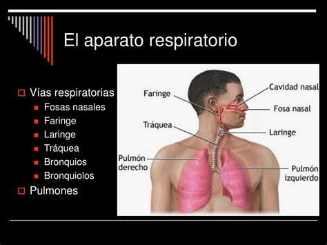 PPT Tema Anatomía y fisiología del Aparato Respiratorio PowerPoint Presentation ID