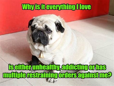 I Can Has Cheezburger Restraining Order Funny Animals Online
