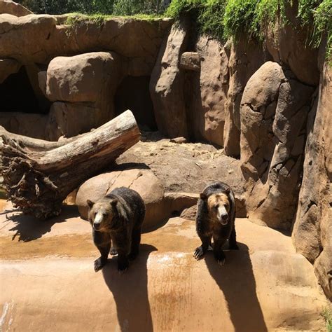 San Diego Zoo Grizzly Bears Zoo Exhibit In Balboa Park