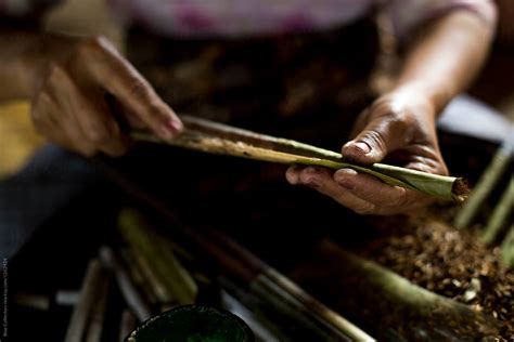 Manufacturing Of Cigars By Hand The Traditional Method Del Colaborador De Stocksy Blue