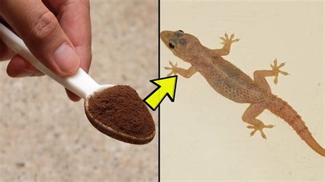 How To Kill Lizards Lizards Pestsguide As It Is The Case With