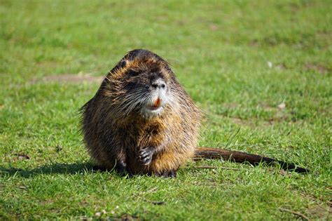 Owings Mills Maryland Beaver Removal Kp Wildlife Control
