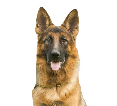 German Shepherd Dog Transparent Image Png Arts