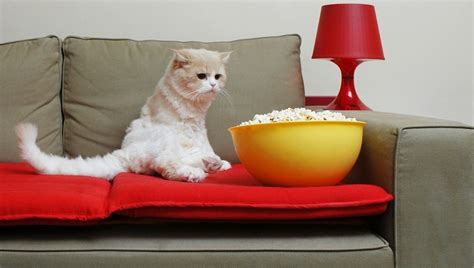 Cats can eat anything they want to. Can Cats Eat Popcorn? Is Popcorn Safe For Cats? - CatTime