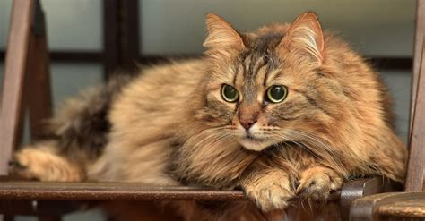 Norwegian Forest Cat Breed Complete Guide Az Animals