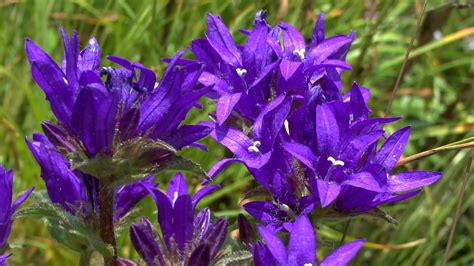 10 Purple Perennial Flowers To Give Stunning Color To Your Garden