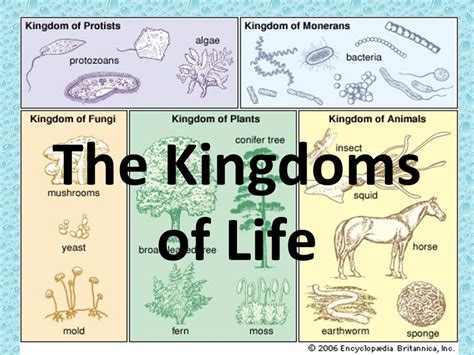 Kingdoms Of Life Science Quizizz