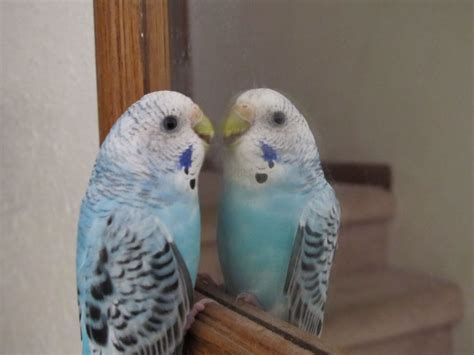 Budgie In The Mirror Budgies Parrots In Remembrance Of Me Feathered