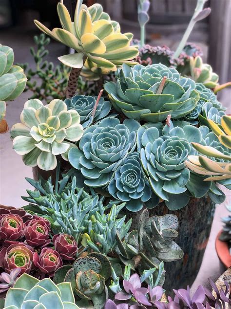 How To Care For Echeveria Imbricata And Other Succulents Echeveria