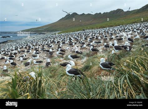 Black Browed Albatross Thalassarche Melanophrys Breeding Colony Steeple Jason Island Falkland