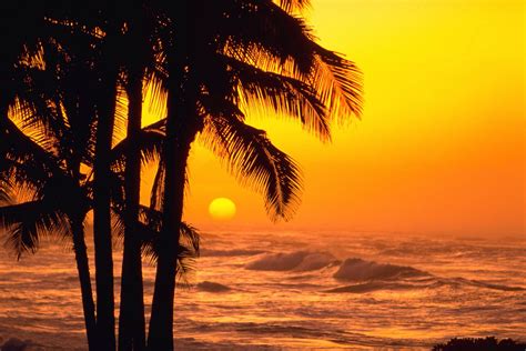 Sunshine Palm Tree Sunset Sunset Landscape