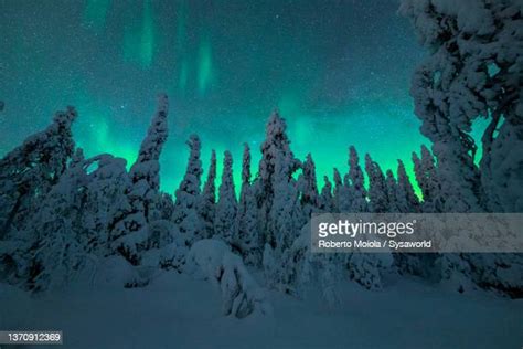 Trees Covered In Snow Against Night Sky With Northern Lights Photos And