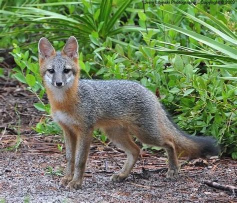 Gray Fox – Wildlife Illinois