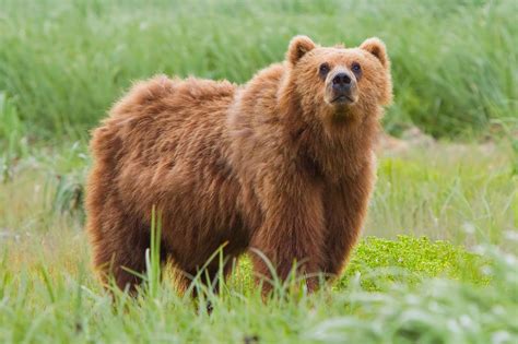 Bears Interesting And Amazing All Facts Animals Lover