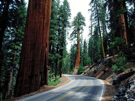 Redefining The Face Of Beauty Sequoia Np California Natural Wonder