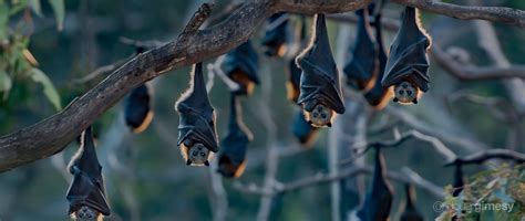 flying foxes bat conservation and rescue qld inc