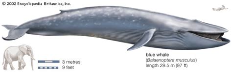 How long does a blue whale live? blue whale | mammal | Britannica.com