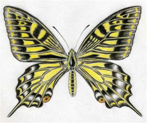 Make each circle about half the size of the head. How To Draw A Butterfly. Surprisingly Easy!