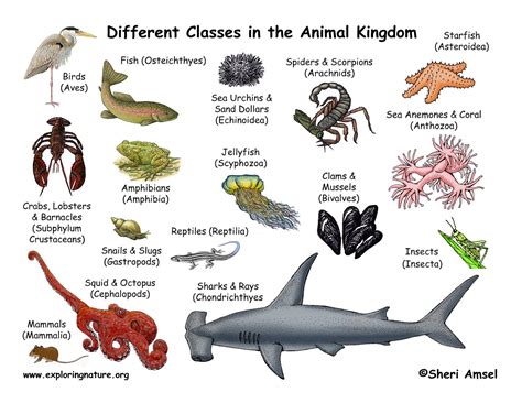 Classification Of Animals Animal Classes
