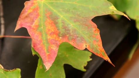Most of the wilt disease migrates from. Verticillium Wilt on Trees - YouTube