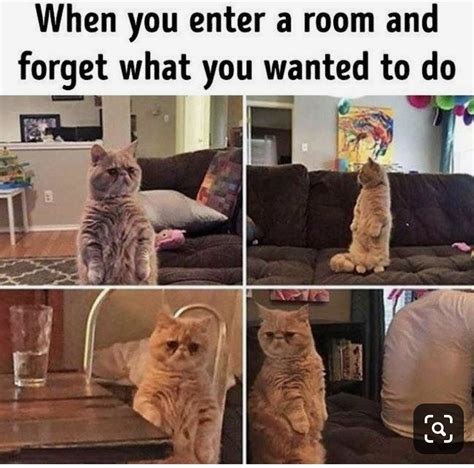 Hahaha Funny Cat Memes Funny Relatable Memes Really Funny Memes