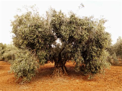 Our Centenarian Olive Trees The Scent Of Our Olive Oil Aove Águra