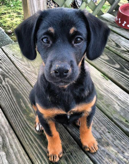 But many people have bred rotties with other dogs to create a number of incredible mixed breed pups! Schäferhund Terrier Mix Größe - Pets and Animal Educations