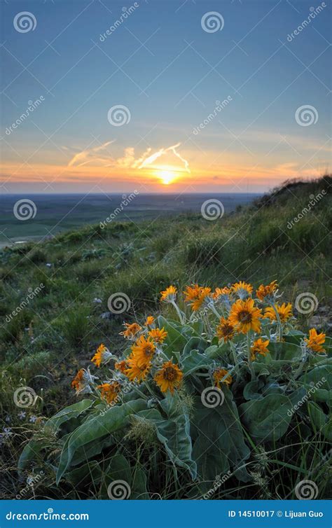 Wildflowers And Sunset Stock Image Image Of Mountain 14510017