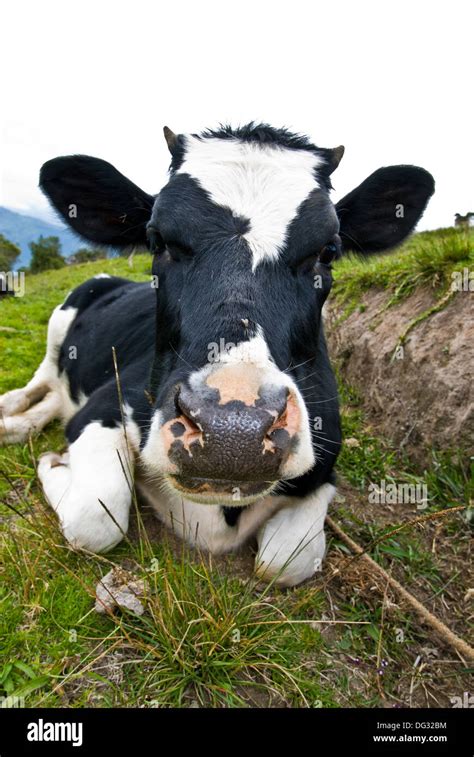 Holstein Cow Face Stock Photo Royalty Free Image 61533352 Alamy
