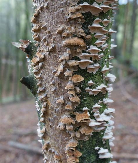 Birch Fungus On The Tree Stock Photo Image Of Background 92717644