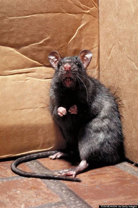Mutant Super Rats Invading Liverpool Pest Controllers Say Beasts Are