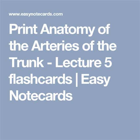 Print Anatomy Of The Arteries Of The Trunk Lecture 5 Flashcards