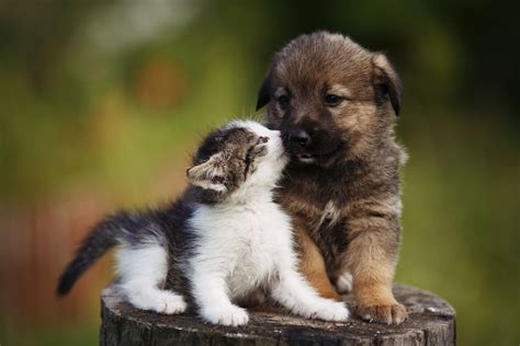 Cute Puppy And Kitten On The Grass Outdoor