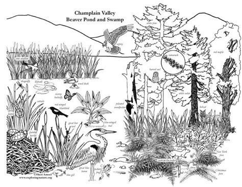Some of the worksheets displayed are animal habitat coloring pdf animals and their habitats ks1 student resources endangered species coloring book pond life coloring pdf how do animals survive camouflage lesson zoo animals teacher notes activitywork african animals coloring. Image result for lakes and ponds coloring page | Animal habitats, Wetlands activities, Wetland