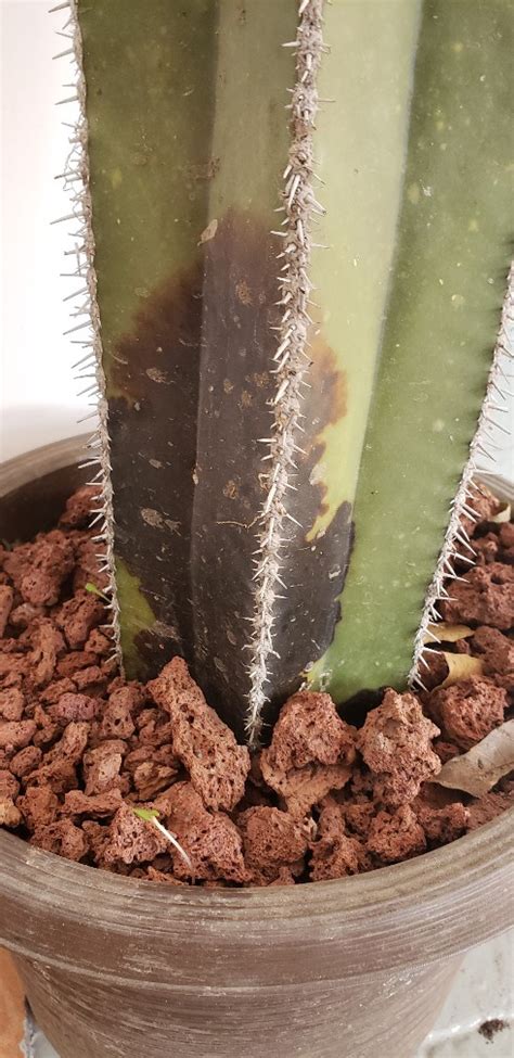 En india esta enfermedad es considerada como una pesadilla dentro de cada día en india los casos de coronavirus aumentan y con ellos también el reporte de personas con el tan temido hongo negro, que es considerado en. Cactus con hongo negro en la base, ayuda por favor.